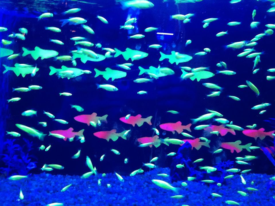 that fish place that