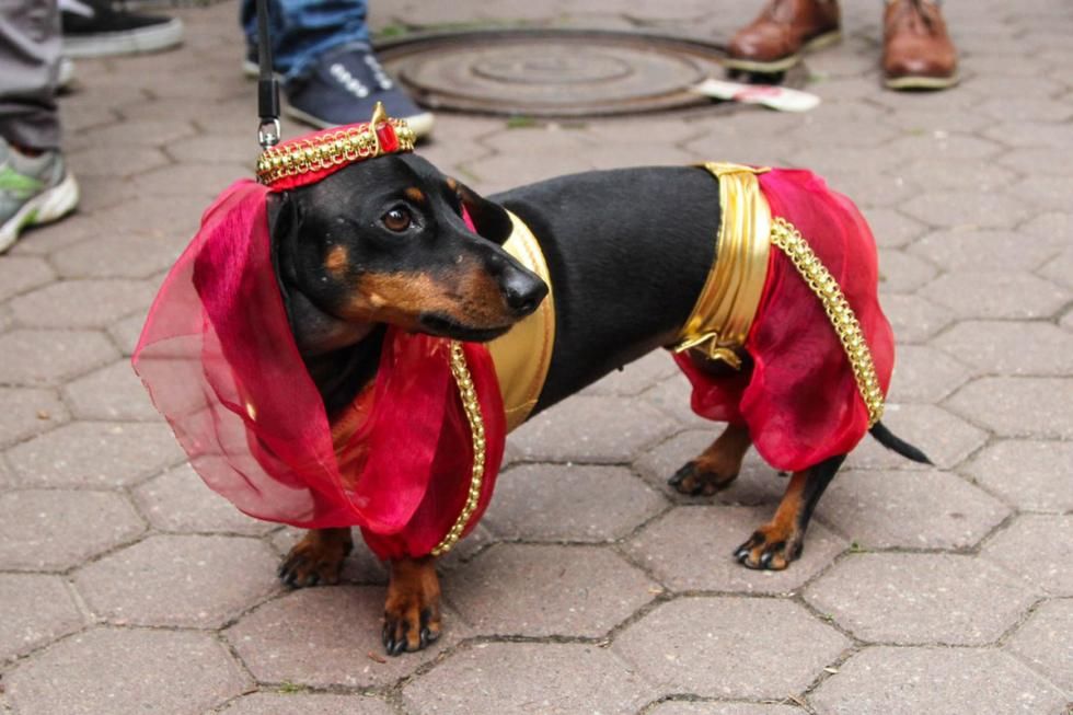 Another I Dream Of Weenie Dachshund Costume Funny Dachshund
