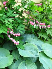 Green Leaves Of A Bleeding Heart Plant With Raindrops Stock Photo Bleeding Heart Bleeding Heart Plant Plants
