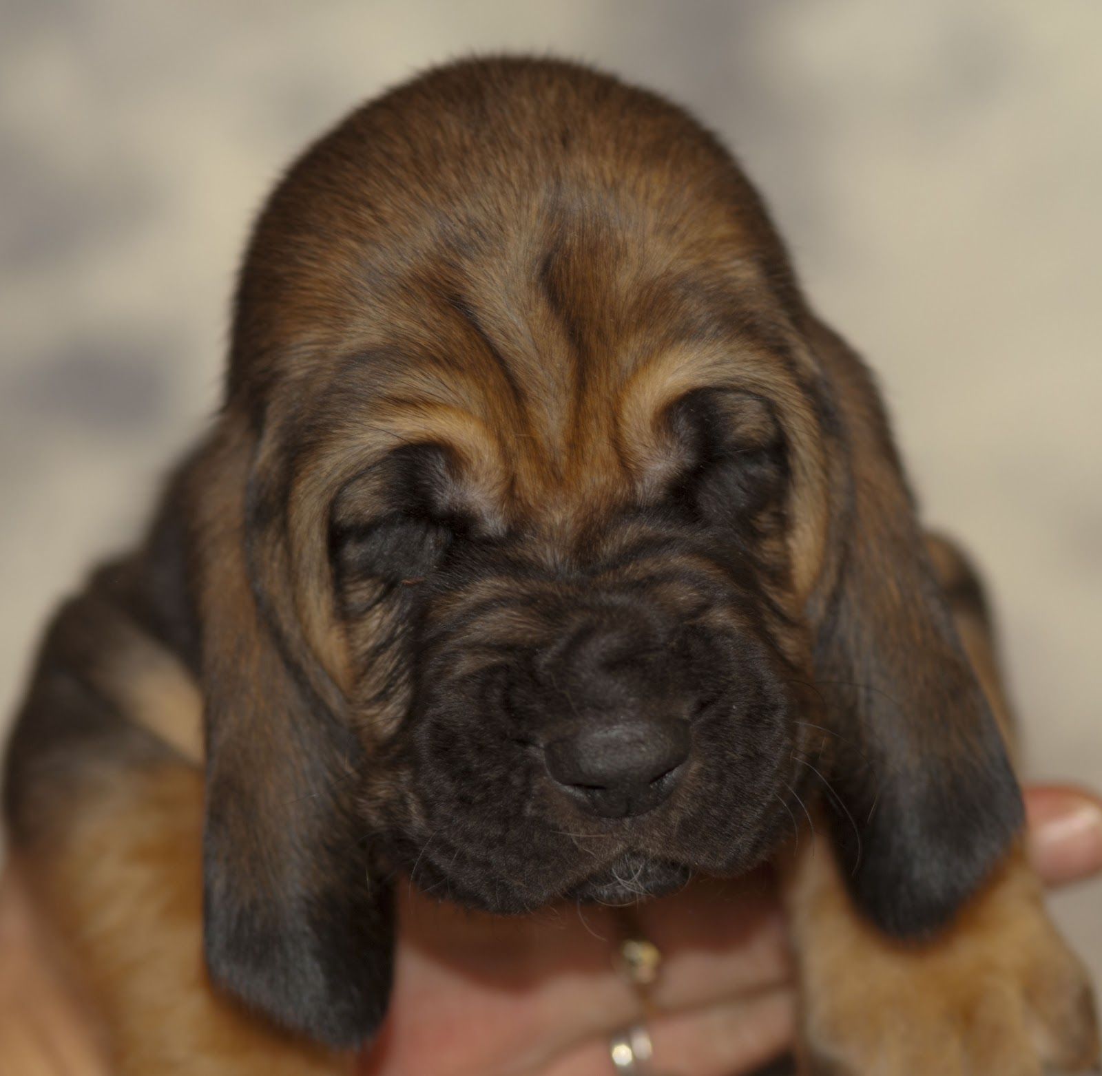 Baby Bloodhound Bloodhound Dogs Bloodhound Puppies Hound