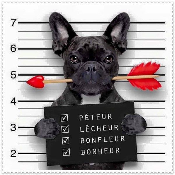 Téléchargement gratuit Images Image Humour Animaux Photos Drole Insolite Et Bizarre 5 dernière par