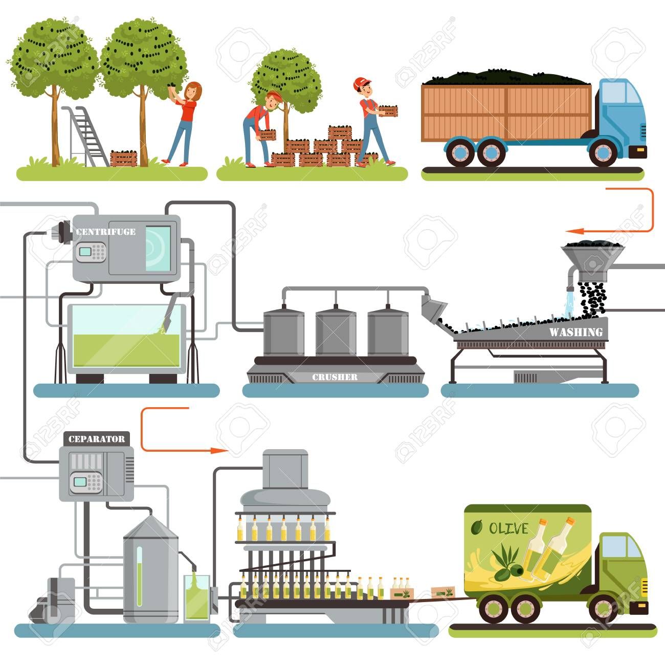 Olive oil production process stages, harvesting olives, packing of