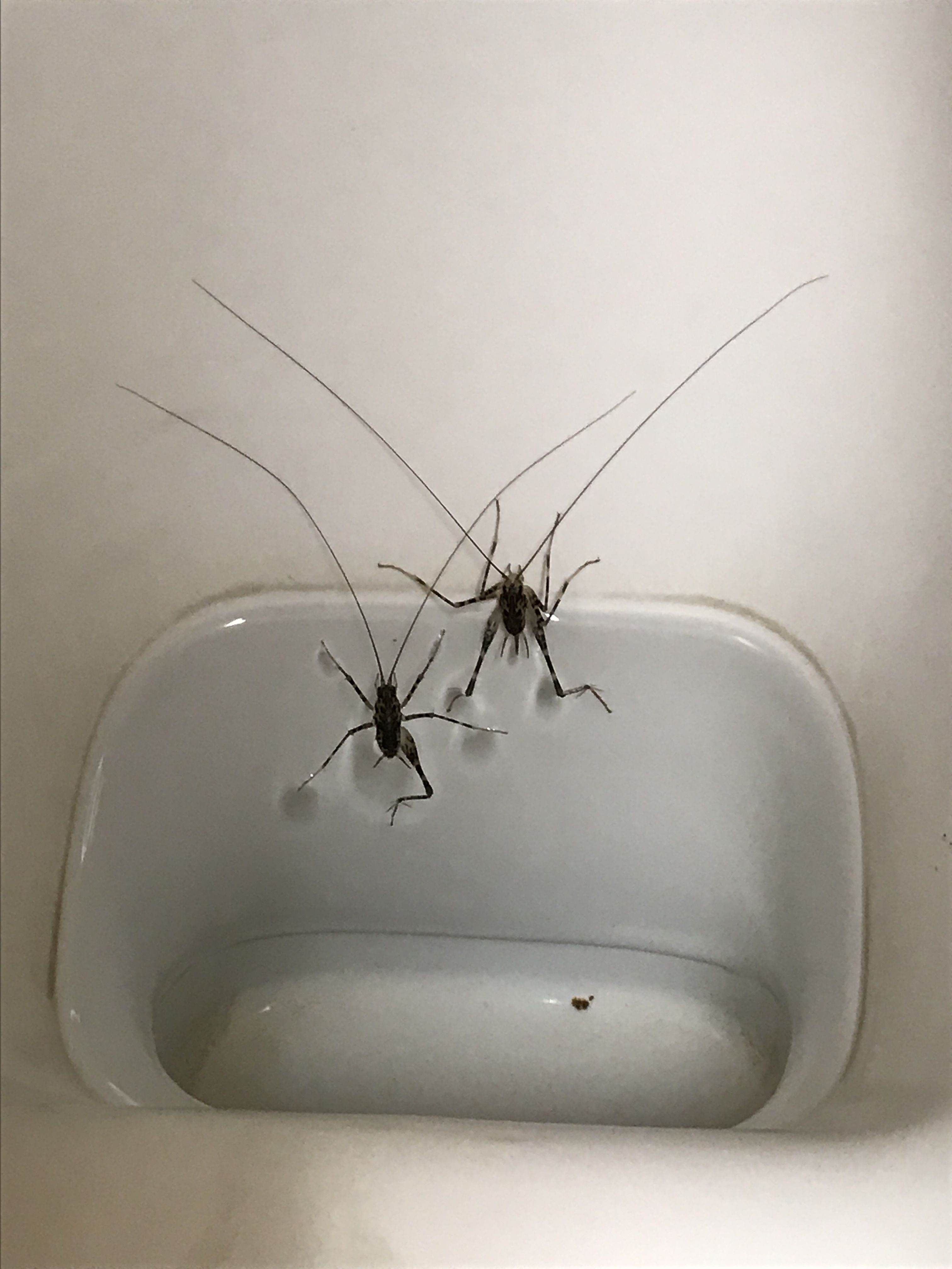 カマドウマズ カマドウマズ