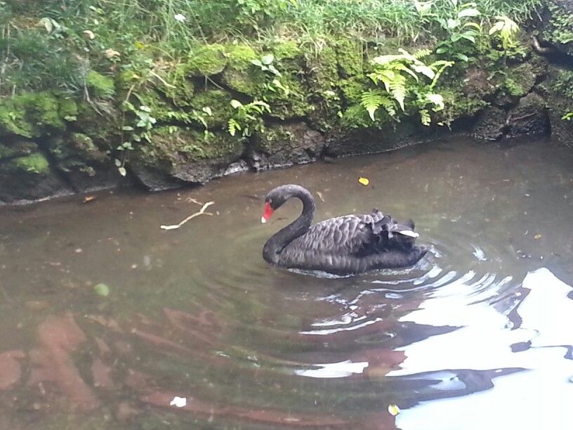 Serene black swan at ByodoIn Temple Black swan, Swan, Serenity