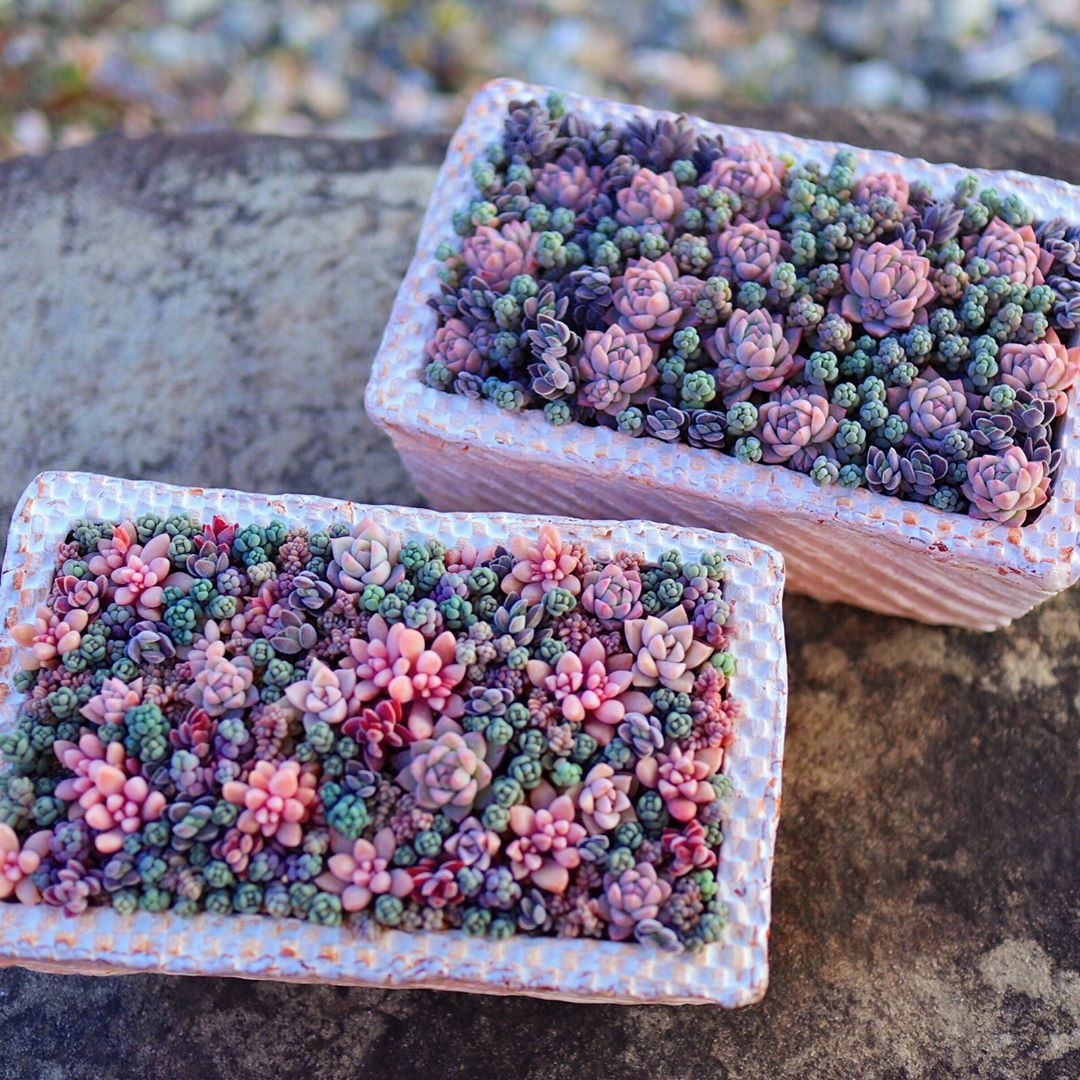 Nessuna Descrizione Della Foto Disponibile 多肉植物 寄せ植え 多肉 サボテンガーデン Nessuna Descrizione Della Foto Disponibile 多肉植物 寄せ植え 多肉 サボテンガーデン