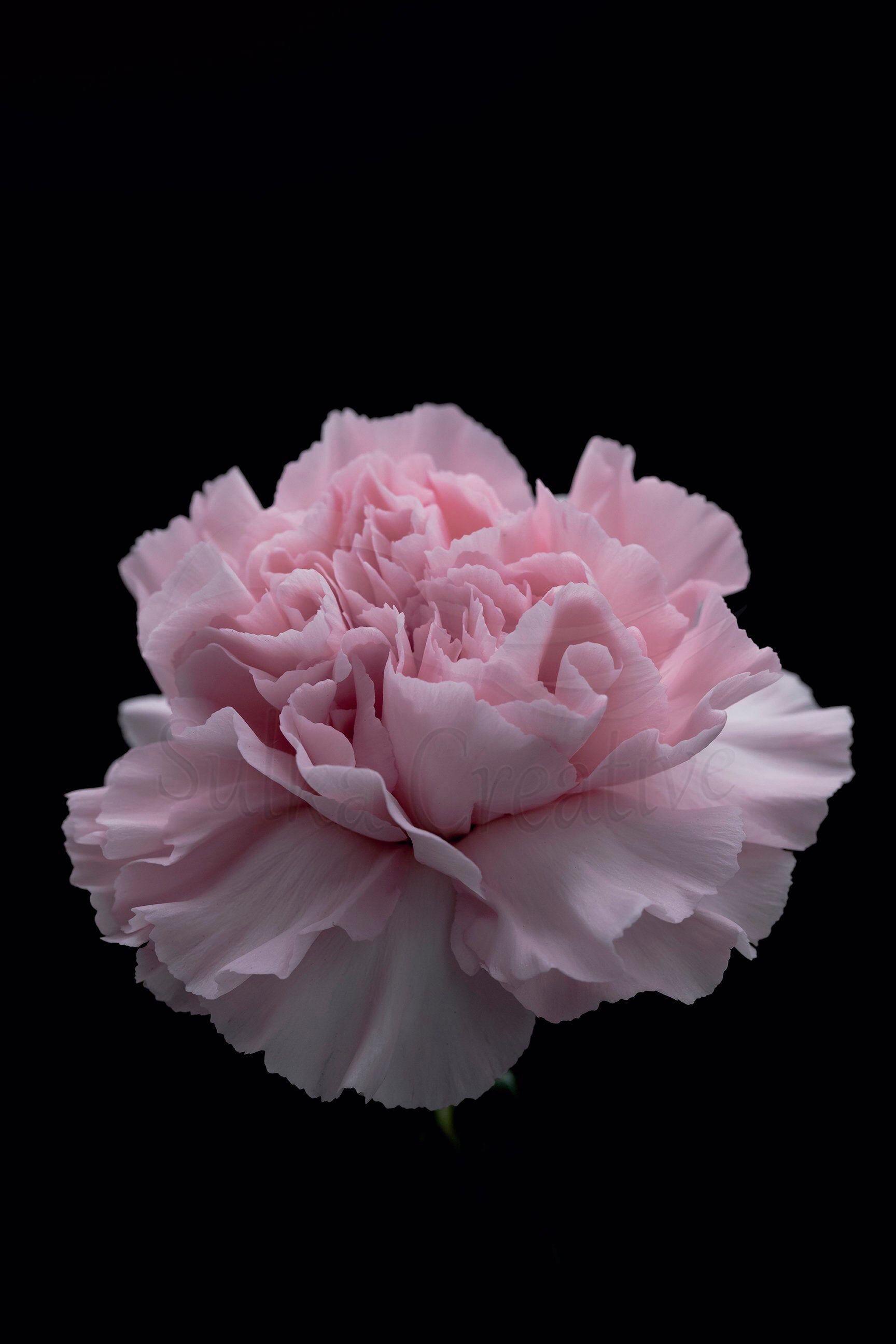 This Print Can Now Be Found From Www Redbubble Com Shop Ap Asc U Pin Carnation Flower Beautiful Flowers Photography Beautiful Flowers Images