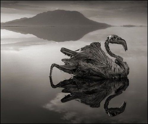 deadly lake natron facts deadly lake natron facts