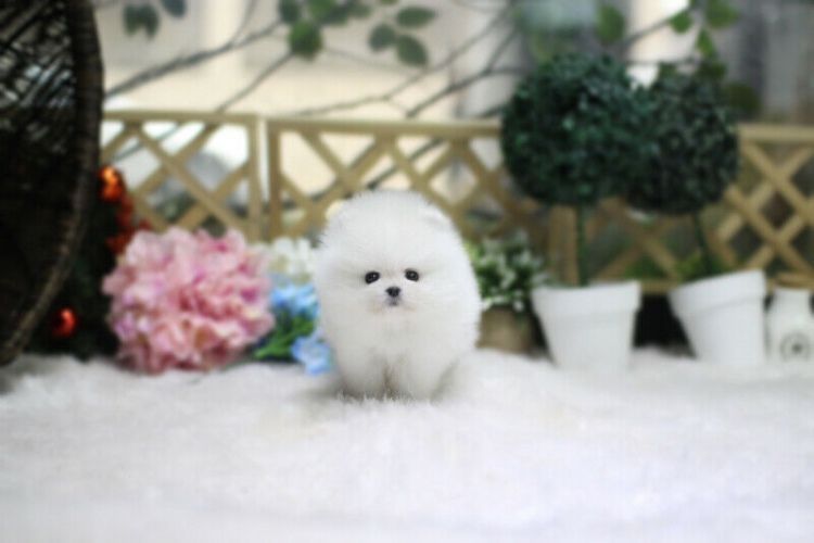Lovely Ice white bear face teacup pomeranian puppies for adoption. Ready to go now.If they are going to good life long homes.Both male and female, adorable and playful puppies . Chunky with wrinkles in all the right places.These little pups are the friendliest #teacuppomeranianpuppy Lovely Ice white bear face teacup pomeranian puppies for adoption. Ready to go now.If they are going to good life long homes.Both male and female, adorable and playful puppies . Chunky with wrinkles in all the right #teacuppomeranianpuppy