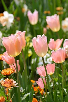 私のお気に入りの花 チューリップ アプリコットビューティー After Gardening チューリップ チューリップの花 ドライフラワー アレンジメント 私のお気に入りの花 チューリップ アプリコットビューティー After Gardening チューリップ チューリップの花 ドライフラワー アレンジメント