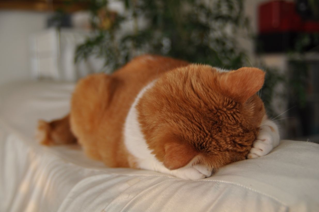 Cat Cat Cat おしゃれまとめの人気アイデア Pinterest R Kuma ごめん寝 可愛い猫 子猫 Cat Cat Cat おしゃれまとめの人気アイデア Pinterest R Kuma ごめん寝 可愛い猫 子猫