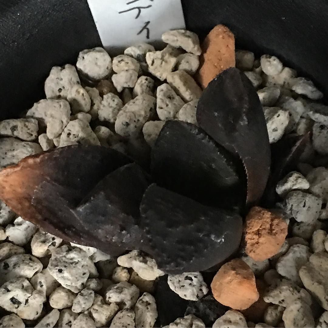 Kabutoganijon On Instagram Haworthia Black Lady ハオルチア ブラックレディー 冬の間 じっとしていましたが 活動開始か 多肉植物 ハオルチア Succulent Haworthia Instagram Posts Instagram Mar Kabutoganijon On Instagram Haworthia Black Lady ハオルチア ブラックレディー 冬の間 じっとしていましたが 活動開始か 多肉植物 ハオルチア Succulent Haworthia Instagram Posts Instagram Mar