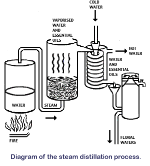 how to make essential oils making essential oils steam how steam distillation works