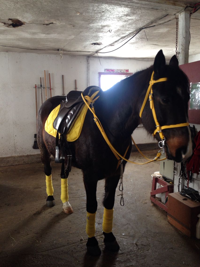 Yellow Tack On Ali Love It Horses Cute Horses English Horse yellow-tack-on-ali-love-it-horses-cute-horses-english-horse