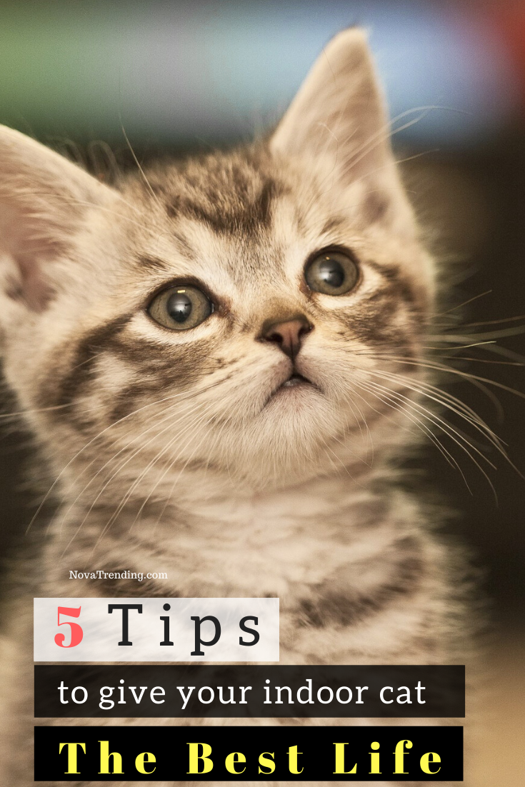 This Is How To Keep Your Indoor Cat Happy Healthy And Entertained In 2020 Cats Indoor Cat Cool Cats