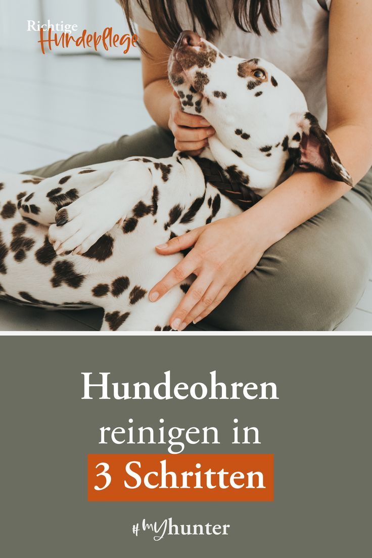 Regelmäßige Ohrenpflege bei unseren Hunden ist nicht nur aus hygienischen Gründen ratsam. Falsch oder selten gereinigte Hundeohren können für unsere Vierbeiner schmerzhaft unangenehm werden. In unserem Magazinbeitrag erfährst Du, worauf es bei der Ohrenpflege ankommt. Cleaning, Health