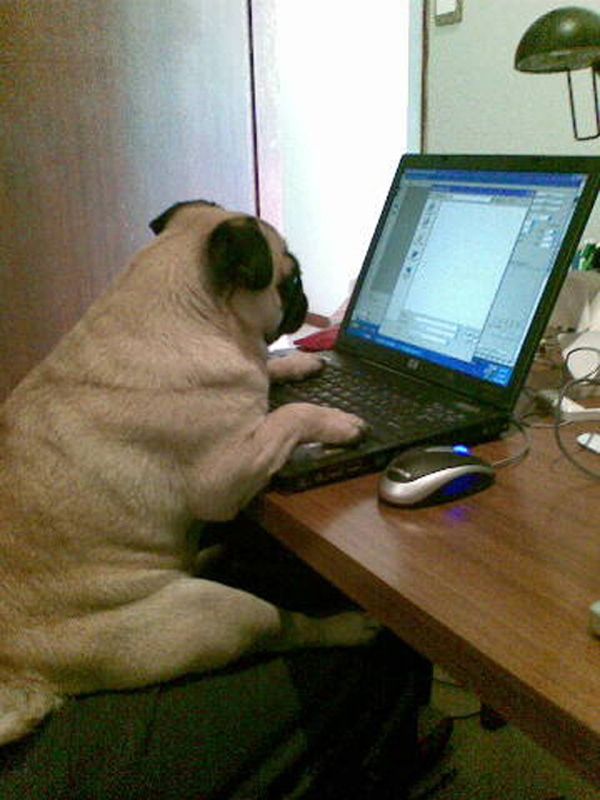 8 Clues That You Re Looking At A List About Pugs Cute Pug