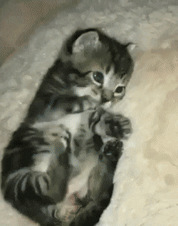 kitten meets toothbrush source http bit ly 2l8lv2z cats