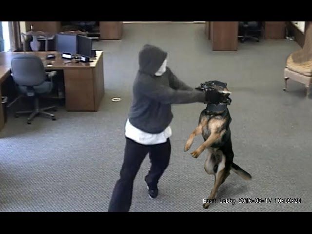 Extreme Trained Disciplined Police Dogs Police Dogs Dogs