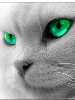 Free Cat Screensavers Mobile Wallpapers Others Wallpapers Screensavers Cat Screensaver Free Cat Screensavers Mobile Wallpapers Others Wallpapers Screensavers Cat Screensaver
