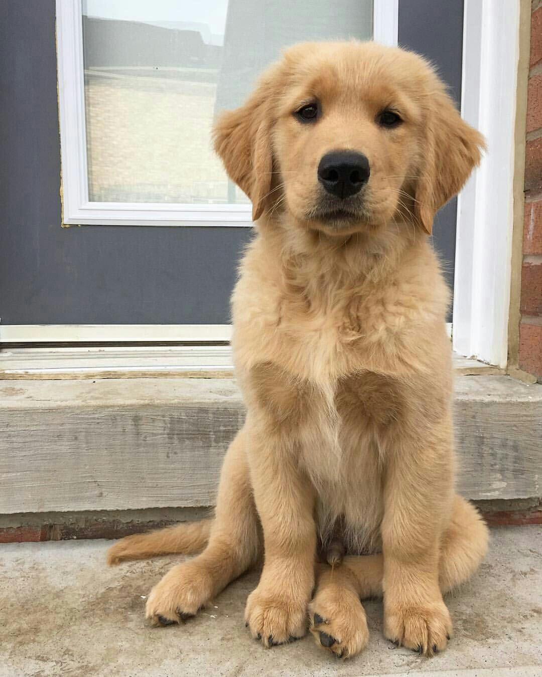 Golden Retriever Super Cute Animals Golden Retriever Dogs Golden Retriever