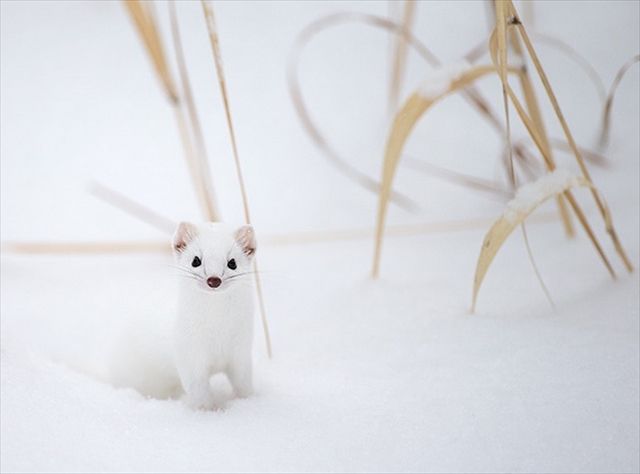 Animals おしゃれまとめの人気アイデア Pinterest Twist Res Park オコジョ 可愛い 動物 動物 かわいい Animals おしゃれまとめの人気アイデア Pinterest Twist Res Park オコジョ 可愛い 動物 動物 かわいい