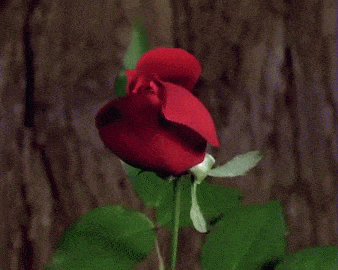 morgaaaaaannnnn | Blooming rose, Blooming flowers, Flowers