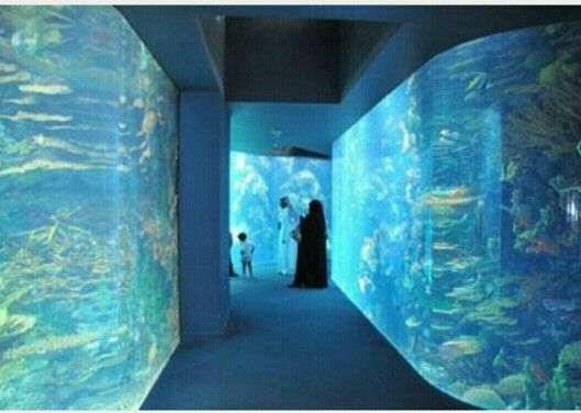 kuwait aquarium i love