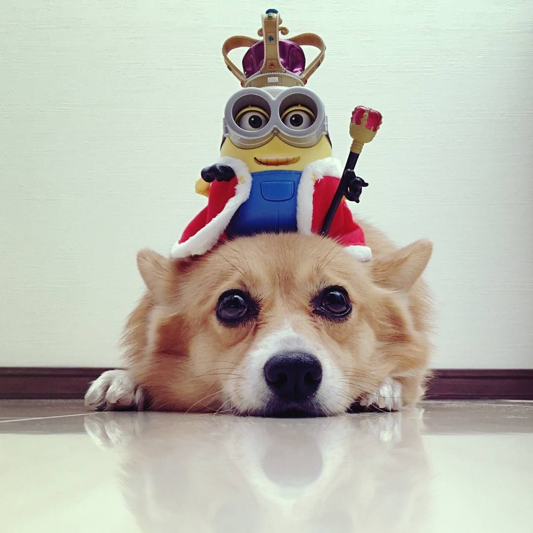 765 Likes 23 Comments Mck Corgi On Instagram Hello Dog Corgi コーギー Hello Weekend Sunny Love Minions Bestfriend Cute お天気の良い日曜日 可愛いワンちゃん 子犬 コーギー 765 Likes 23 Comments Mck Corgi On Instagram Hello Dog Corgi コーギー Hello Weekend Sunny Love Minions Bestfriend Cute お天気の良い日曜日 可愛いワンちゃん 子犬 コーギー