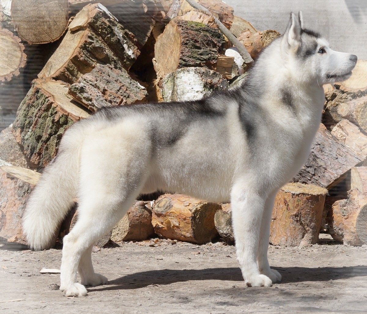 Siberian Husky Kennel Hodowla Eskimoski Domek Husky Kennel