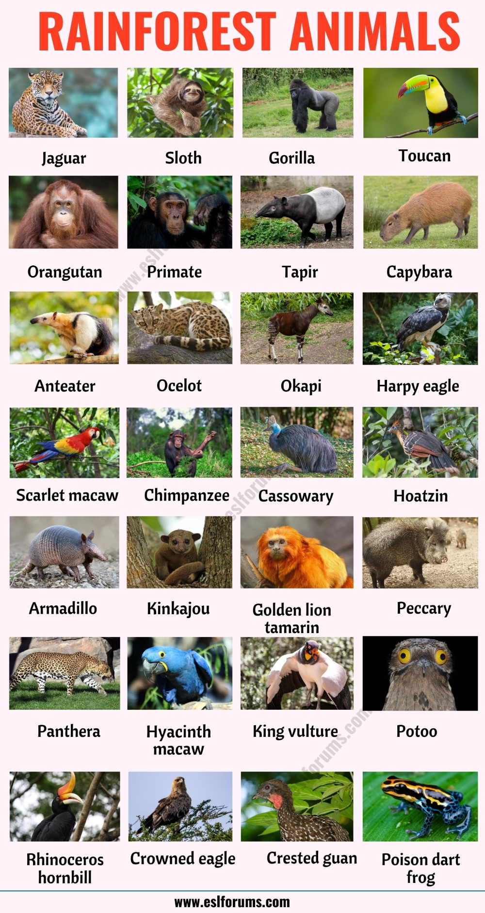 List Of Mammals 50 Popular Mammal Names With Examples And Esl Pictures English Study Online Mammals English Study Animal Habitats
