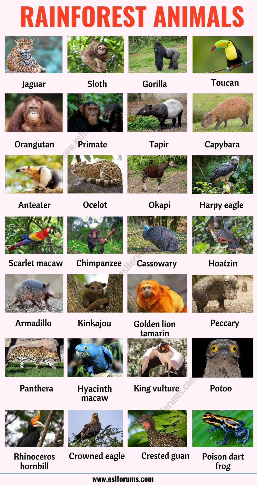 Rainforest Animals: List of 70+ Animals that Live in the Rainforest with ESL Picture