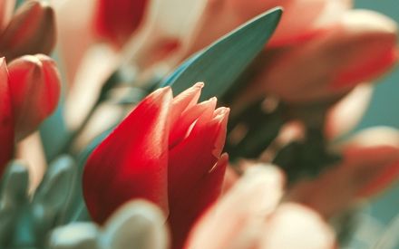 لاله Tulipa گل ايران آسياي ميانه هلند Flower Desktop Wallpaper Flowers Red Tulips