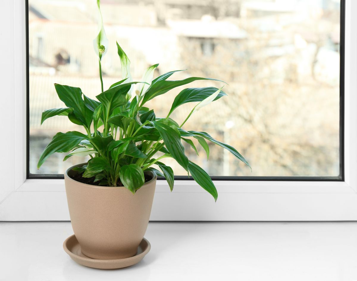 Discover which indoor plants can improve your office space, and your productivity! Tips on what plants to choose and how to look after them. Lily Plants, Hoya Plants, Jade Plants, Sticky Back Vinyl, Sticky Back Plastic, Peace Lily Plant, Dc Fix, Anthurium Plant, Umbrella Tree