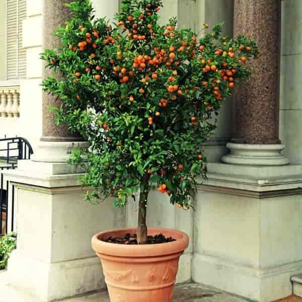 List Of Best Potted Trees For Patio Ideas