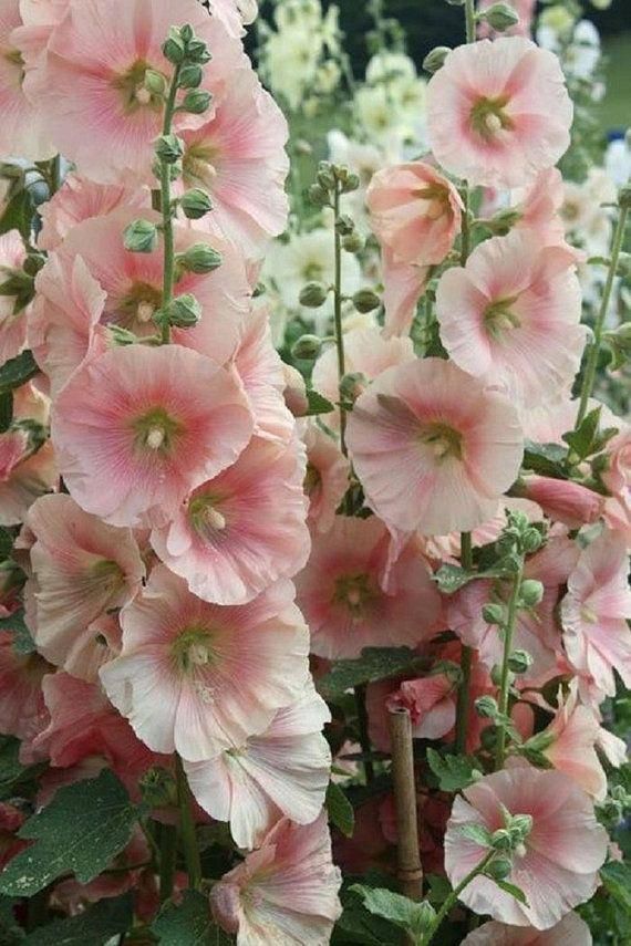 Planting Hollyhock Seeds In Summer