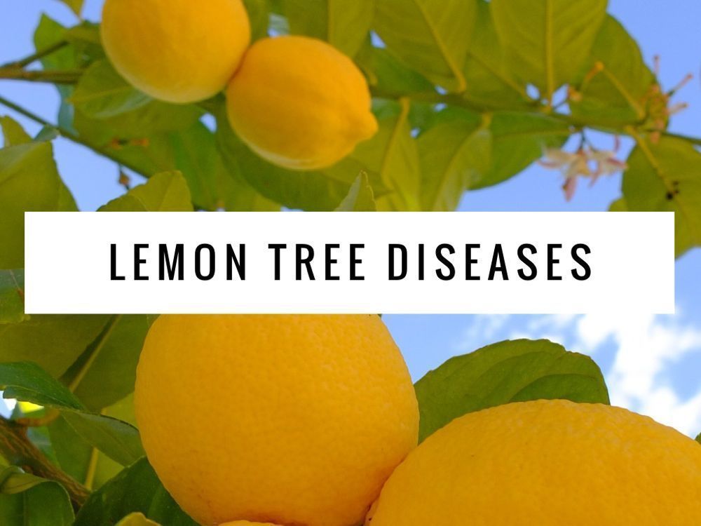 Citrus tree bark diseases