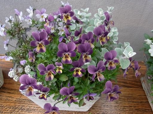 サービス終了のお知らせ 鉢植え 花 コンテナガーデニング 美しい花 サービス終了のお知らせ 鉢植え 花 コンテナガーデニング 美しい花