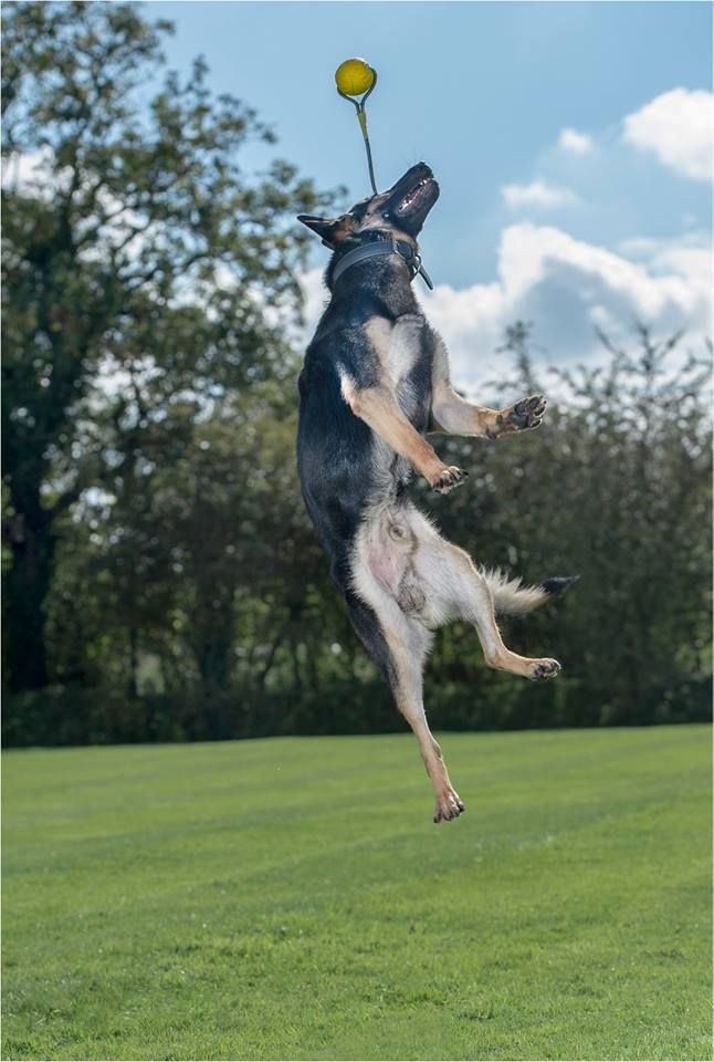 know more about german shepherd dog breed protection dogs worldwide shepherd dog breeds family protection dogs german shepherd
