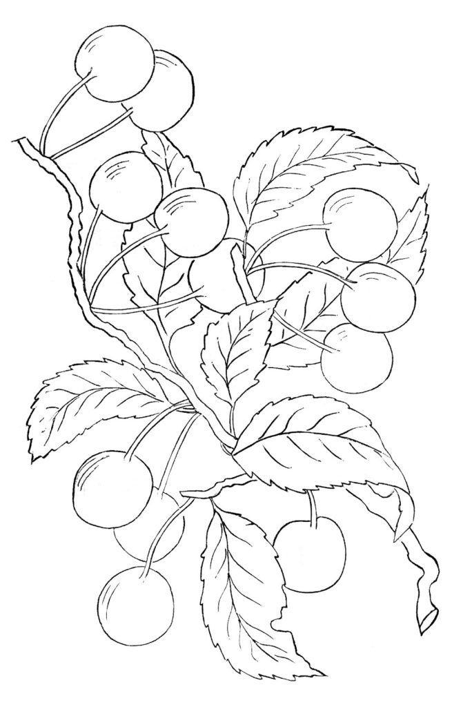 14 Best Cherry Images! | Embroidery patterns vintage, Vintage