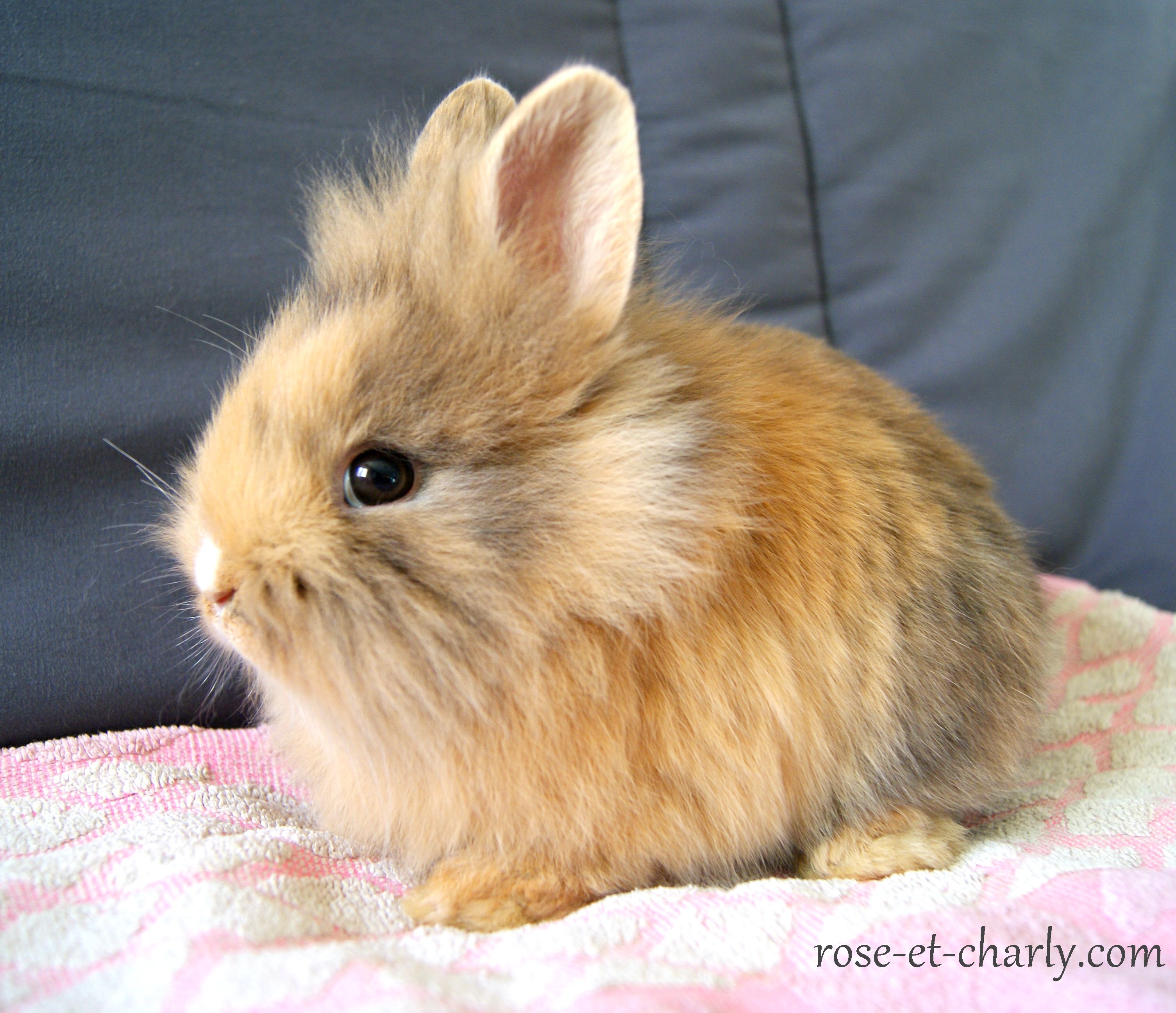 Epingle Sur Lapins Mignons Epingle Sur Lapins Mignons