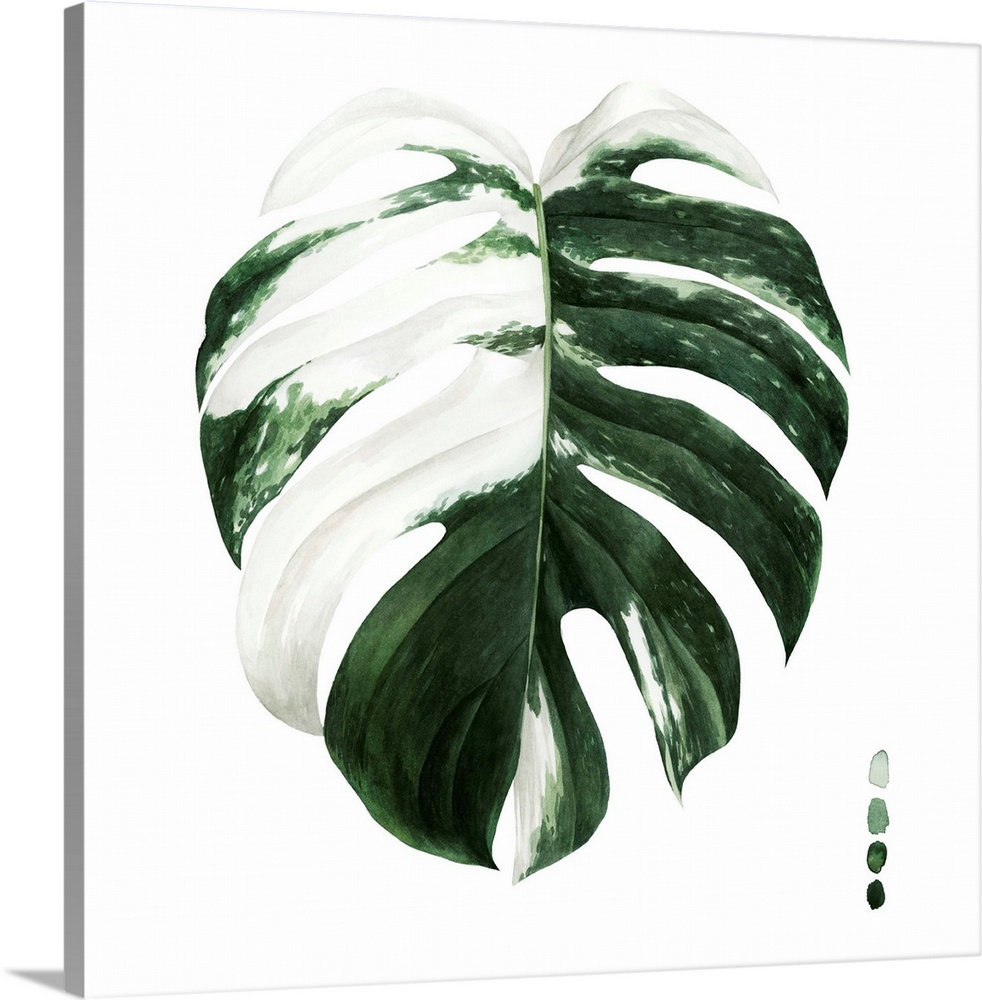 Variegated Monstera II in 2021 Variegated monstera, Picture frame painting, Pure white background