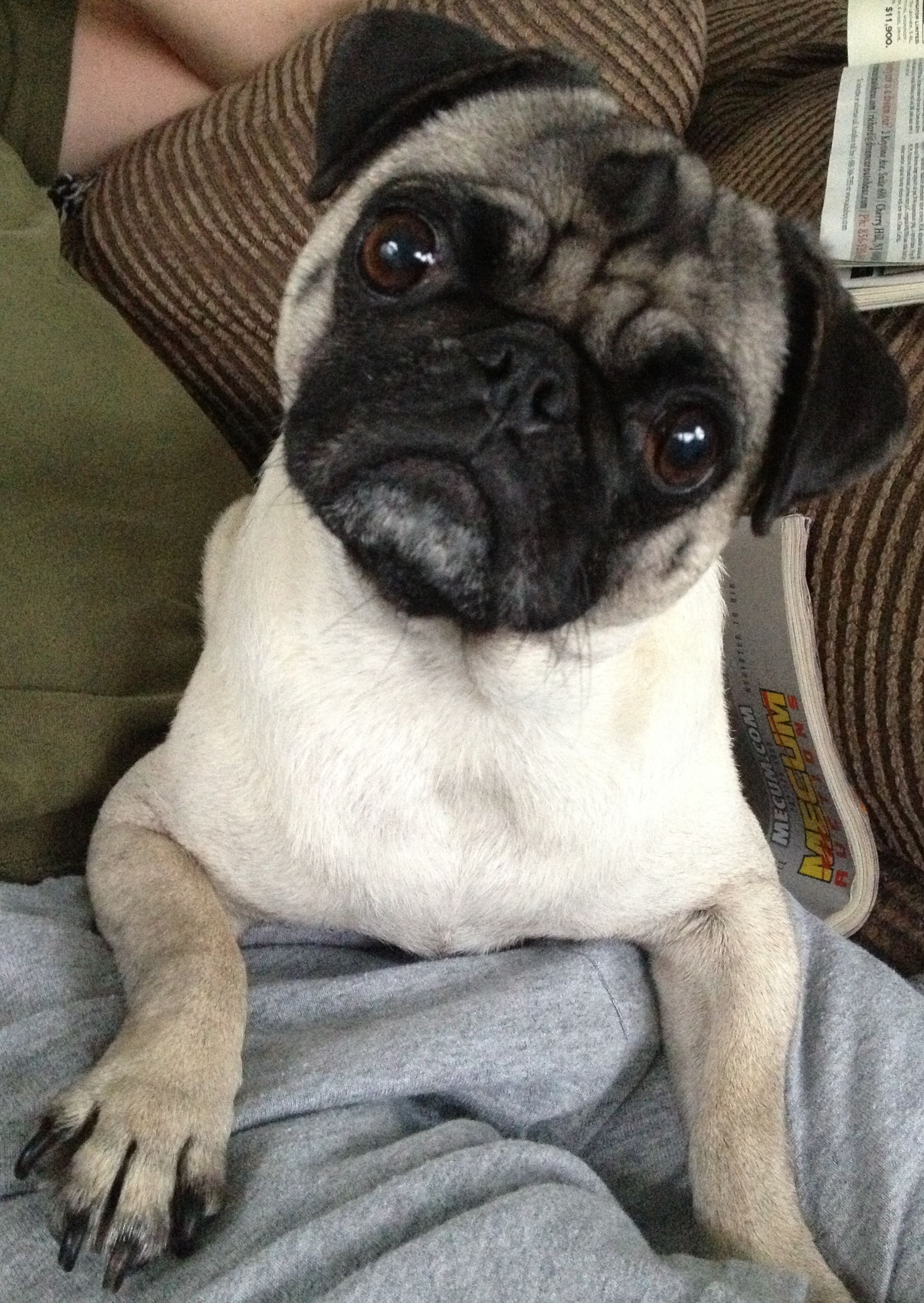 Fun Facts About Pugs Please Feel Free To Share Anything Fun