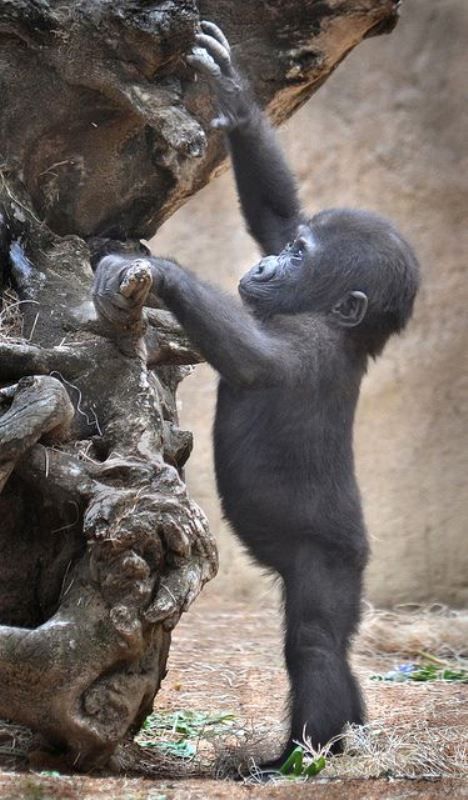 Yavru Goril Cute Animals Cute Baby Animals Baby Animals