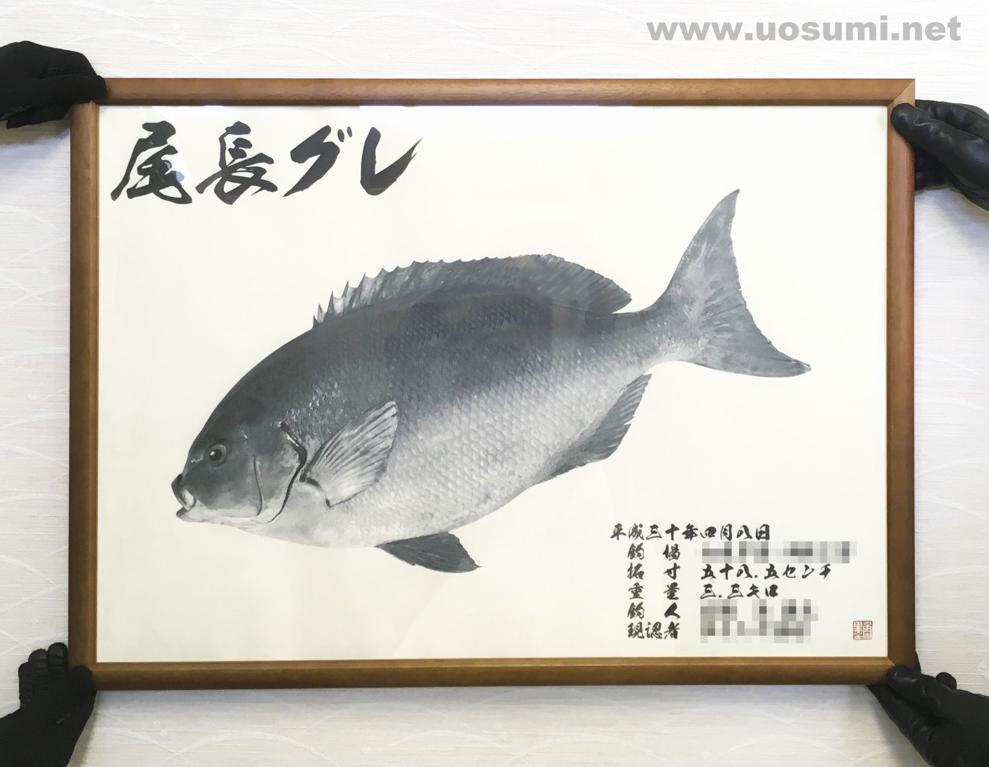 尾長グレ Blackfish 48 5cm 魚拓 魚 尾長 尾長グレ Blackfish 48 5cm 魚拓 魚 尾長