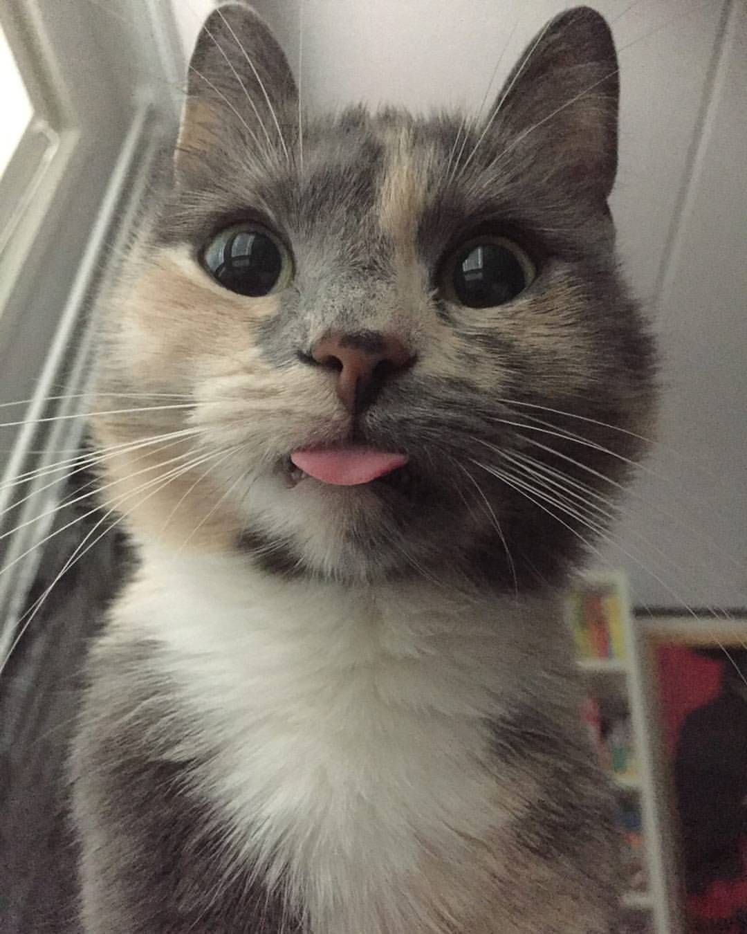 From Fantasticcatadventures Tumblr Via Catloversclub
