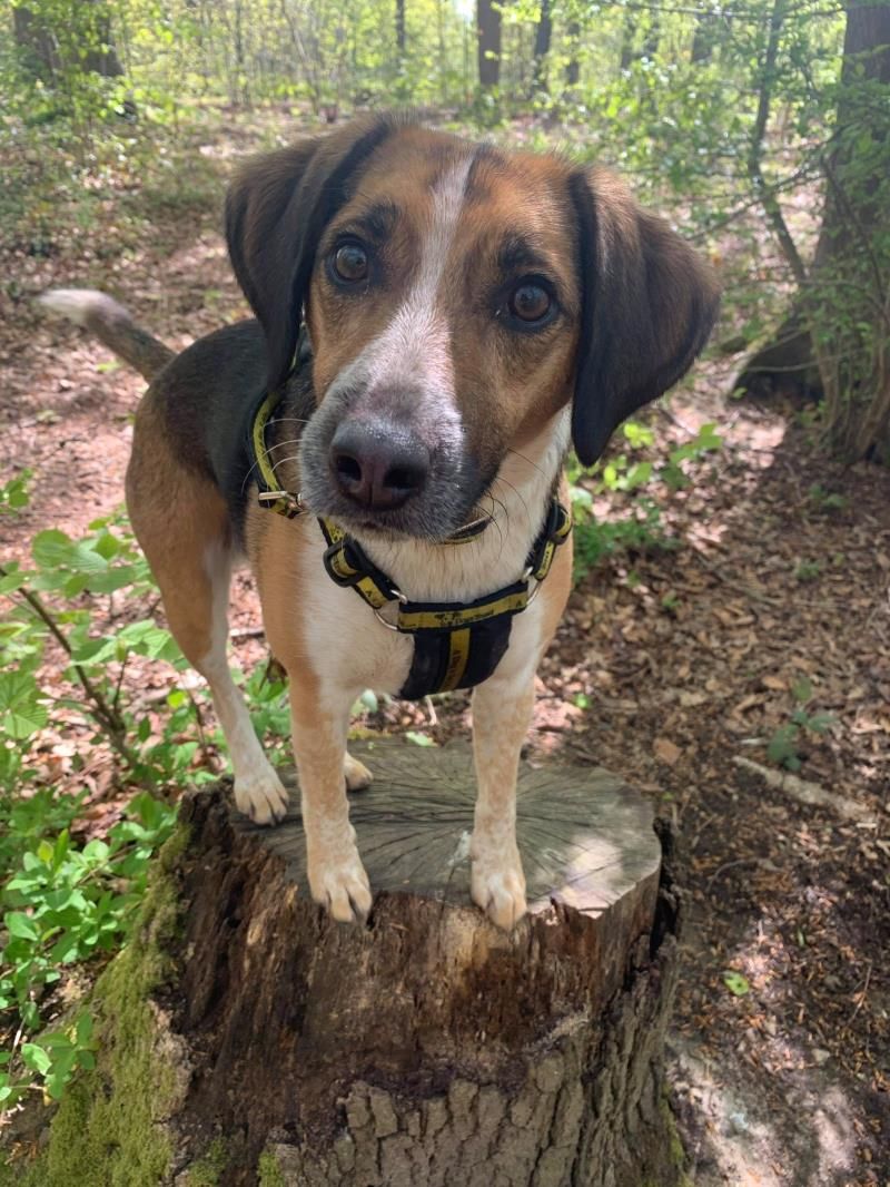 Rescue Dog Beagle Benji Dogs Trust Whitstable Kent Beagle Rescue rescue-dog-beagle-benji-dogs-trust-whitstable-kent-beagle-rescue
