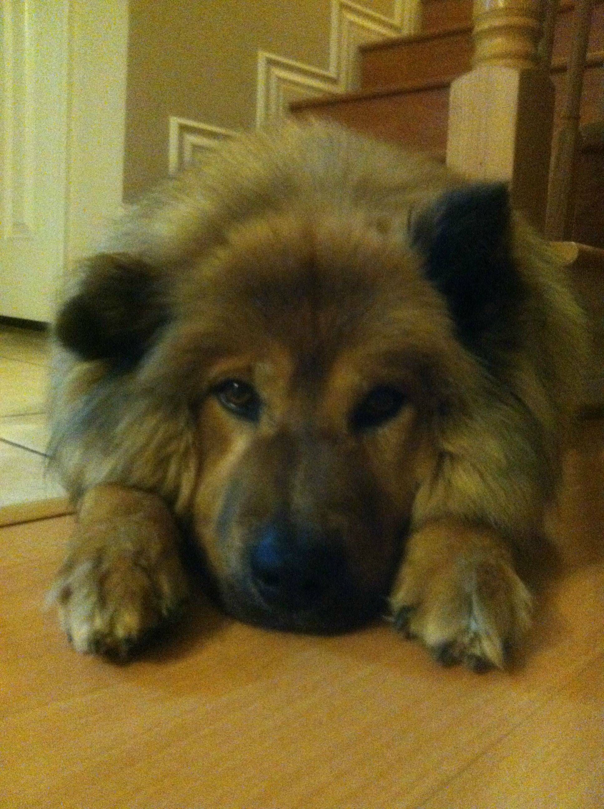 Chow Chow German Shepherd Mix Is My German Shepherd Lab Mix