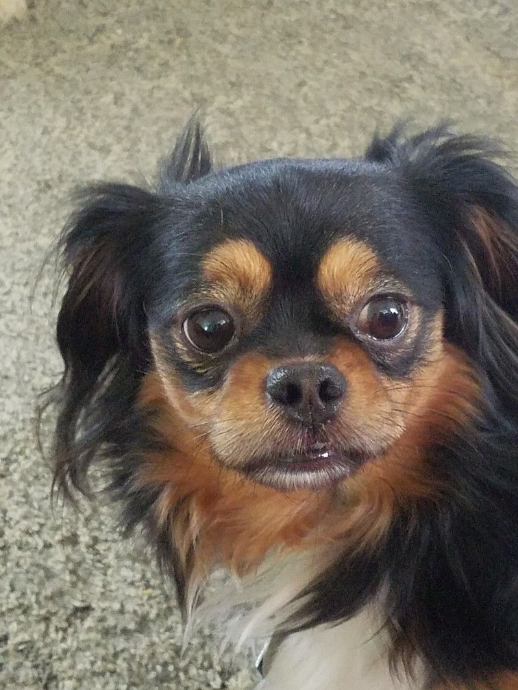 Peke-A-Pap | Animals, Dogs, Cute