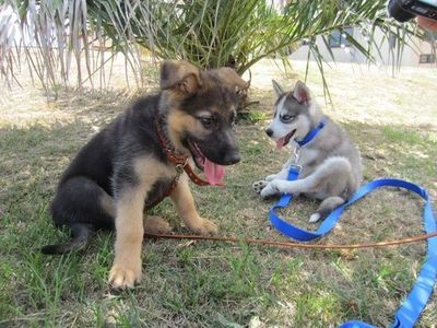 Husky And German Shepherd Friends Google Search Siberian Husky
