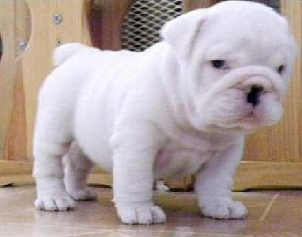 Miniature English Bulldogs Pups Bing Images What U Looking At
